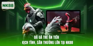 Đá gà tre ăn tiền